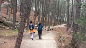 Pinares de La Pedriza