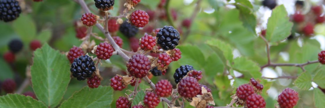 Plantas silvestres comestibles