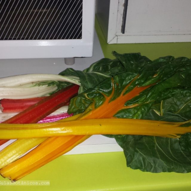 Colores en mi nevera