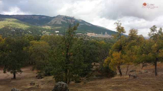 El Escorial-Silla de Felipe II