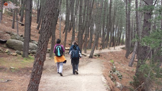 El Escorial-Las Zorreras