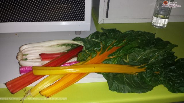 Colores en mi nevera