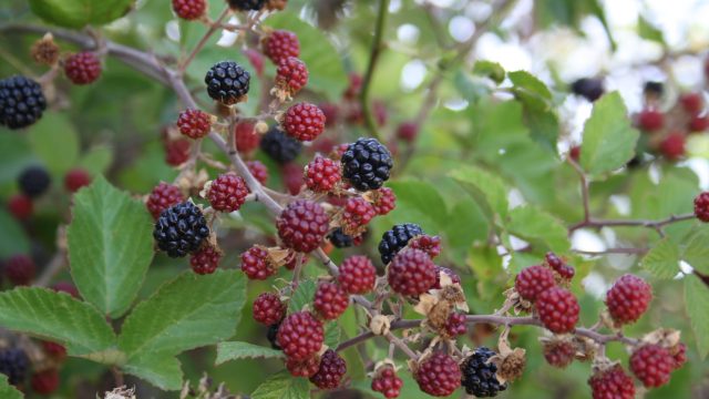 Plantas silvestres comestibles