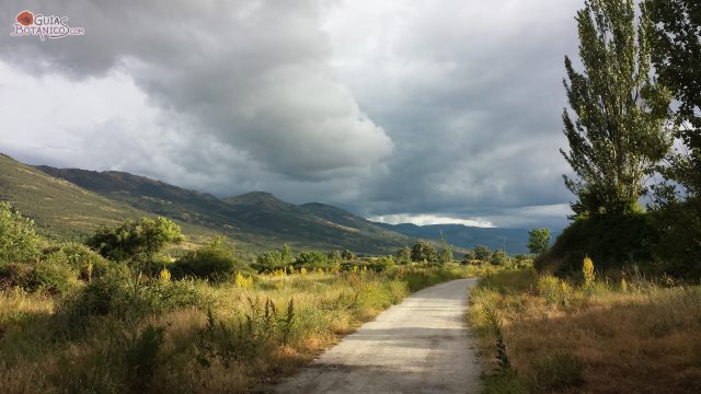 Paseos botánicos
