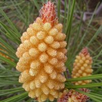 Cercedilla conos masculinos Pinus